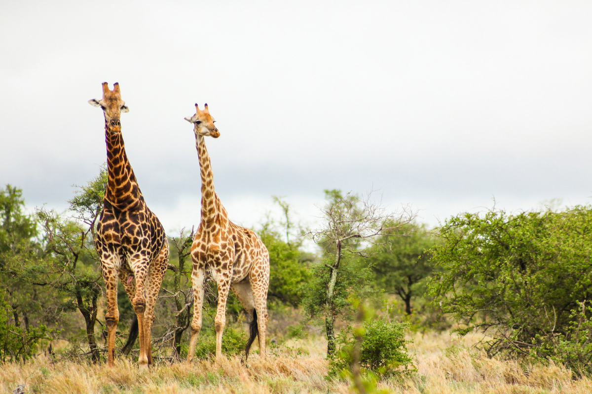 South Africa Roar & Explore